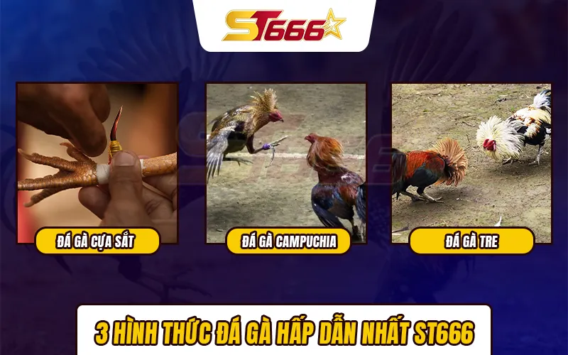 3 hình thức đá gà ST666 hấp dẫn