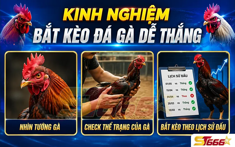 Kinh nghiệm bắt kèo đá gà dễ thắng